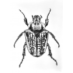 escarabajo "Goliat "