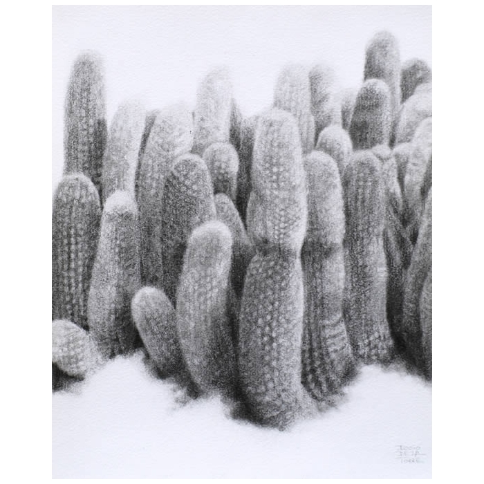 Cactus Antorcha de plata
