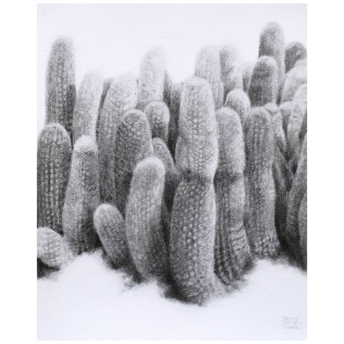 Cactus Antorcha de plata Cactus Antorcha de plata