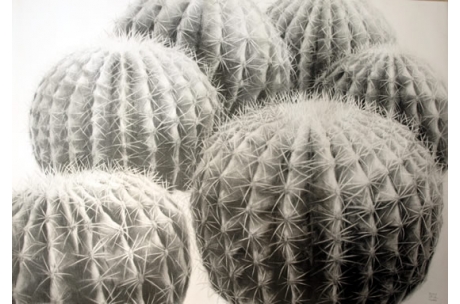 naturaleza cactus bolas de oro