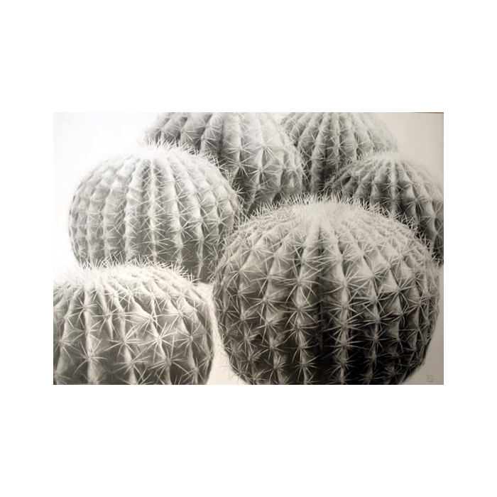 Cactus Bolas de oro drawing 100x70 Cactus Bolas de oro drawing 100x70