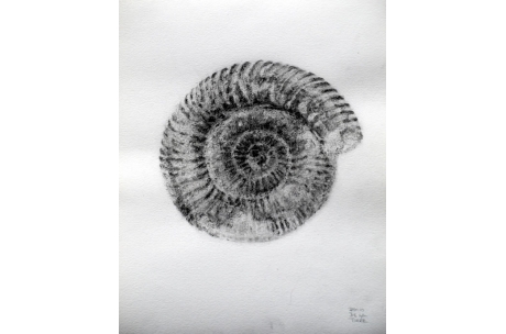 naturaleza fósil ammonite