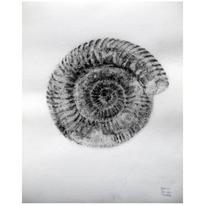 fósil ammonite