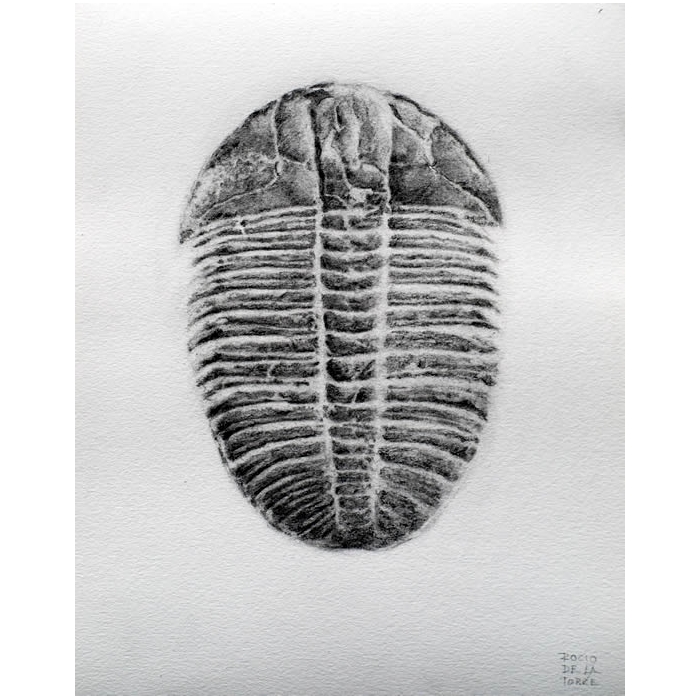 fósil trilobite