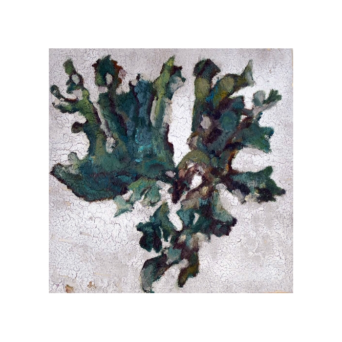 alga verde alga verde
